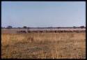 Herd of wildebeest on Mababe depression, distant view