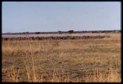 Herd of wildebeest on Mababe depression, distant view