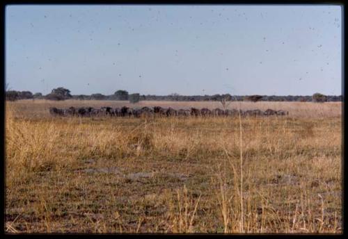 Herd of wildebeest on Mababe depression, distant view