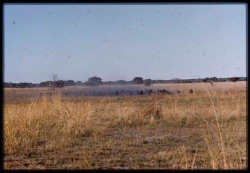 Herd of wildebeest on Mababe depression, distant view