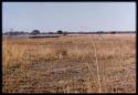 Herd of wildebeest on Mababe depression, distant view