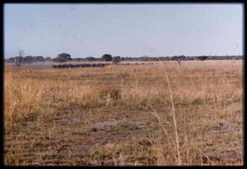 Herd of wildebeest on Mababe depression, distant view