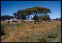 Distant view of village