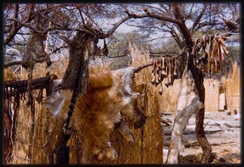 Hunting camp, showing hides