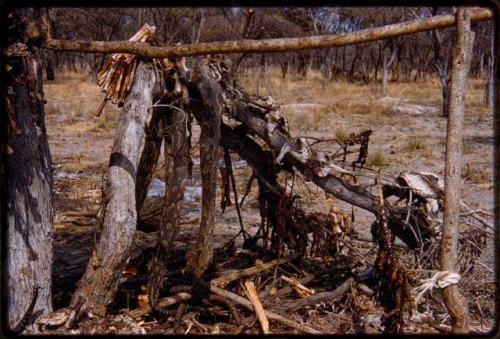 Hunting camp, showing meat and snake skin hanging