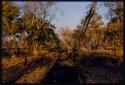 Fire in a veld, children standing near by