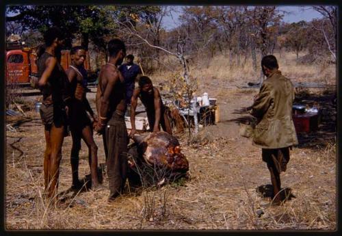 Group of men standing next to buffalo meat being distributed