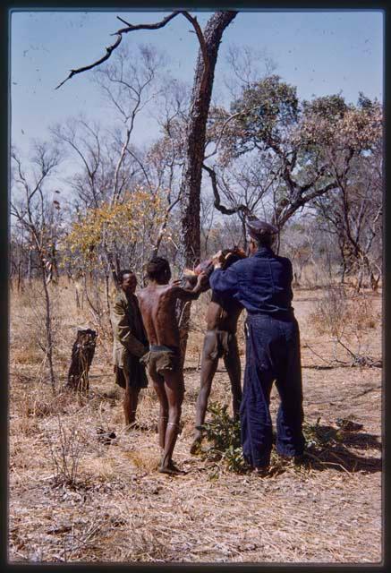 Men carrying buffalo meat