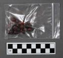 Unidentified sample, one of 13 plant and seed samples in small plastic bags