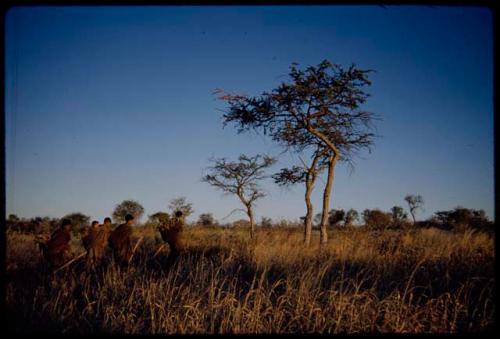 Grass: Women walking through grass carrying their digging sticks and with their karosses full, returning from gathering