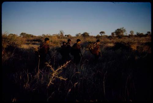 Grass: Women walking through grass carrying their digging sticks and with their karosses full, returning from gathering