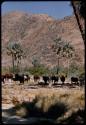 Cattle, with palm trees in background