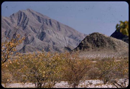 Bushes with yellow leaves, with hills in the background