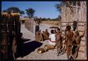 Group of people gathered, with a dead buffalo in the background