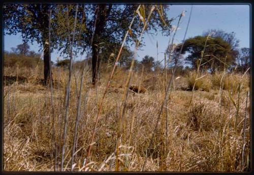 Animal in reeds