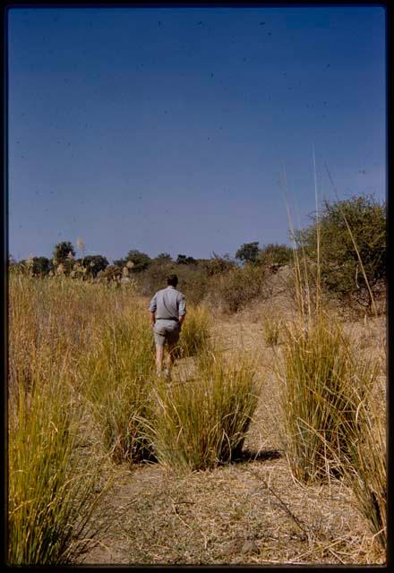 Nicholas England walking after animal, seen from behind