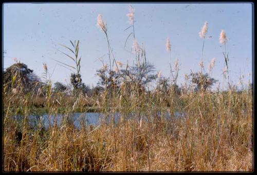 River seen through reeds