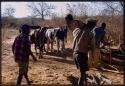 Men with an ox cart to bringing wood to camp