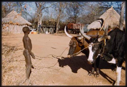 Boy with an ox cart transporting wood to camp