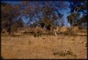 Village, showing millet field