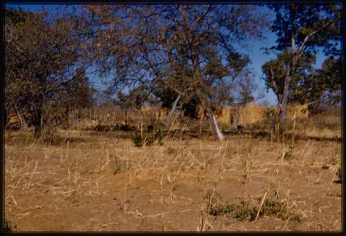 Village, showing millet field