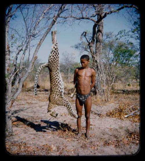 Man standing next to a dead leopard hung from tree