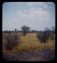 Distant view of grass, trees, and werft