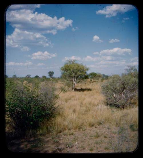 Distant view of grass, trees, and weft