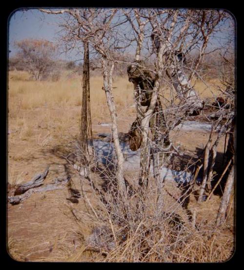 Ashes of fire and things hung from a tree