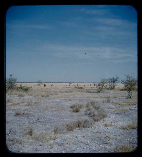 Group of people walking, seen from a distance