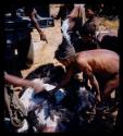 Men plucking a dead ostrich, with a group of people watching them in the background