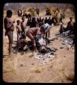 Men plucking a dead ostrich, with a group of people watching them in the background