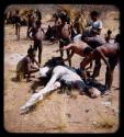 Men plucking a dead ostrich, with a group of people watching them in the background