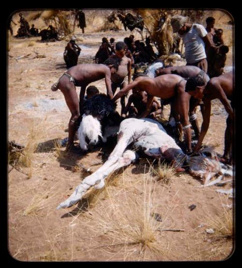 Men plucking a dead ostrich, with a group of people watching them in the background