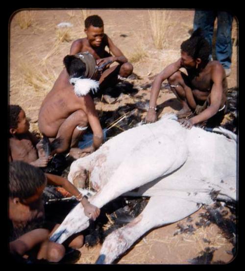 Group of people sitting around a dead ostrich