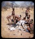 Group of people plucking a dead ostrich