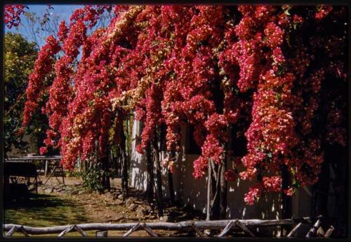 Bouganvillia at house of Mr. Albasini (C.J. Mathias's successor)