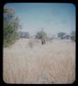 Woman with a baby on her back, standing in grass