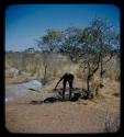 Man setting it down with Ovambo pot on stick