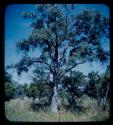 Poison tree from a distance, with men digging nearby