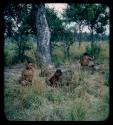 Poison tree from a distance, with men digging nearby