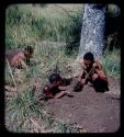 Poison tree from a distance, with men digging nearby