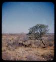 Group of people resting in the shade of a tree