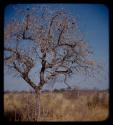 Tree with hanging fruit