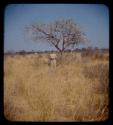 Charles Handley standing underneath a tree with fruit