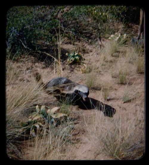 Dead badger collected by Charles Handley