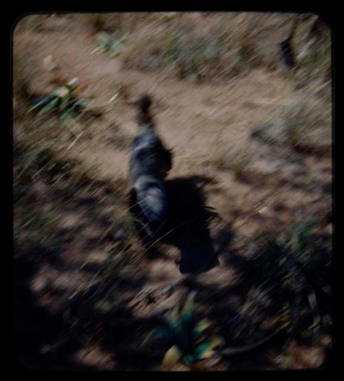 Dead badger collected by Charles Handley