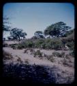 Landscape with sand, shrubs, and trees