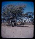 Landscape with sand, shrubs, and trees