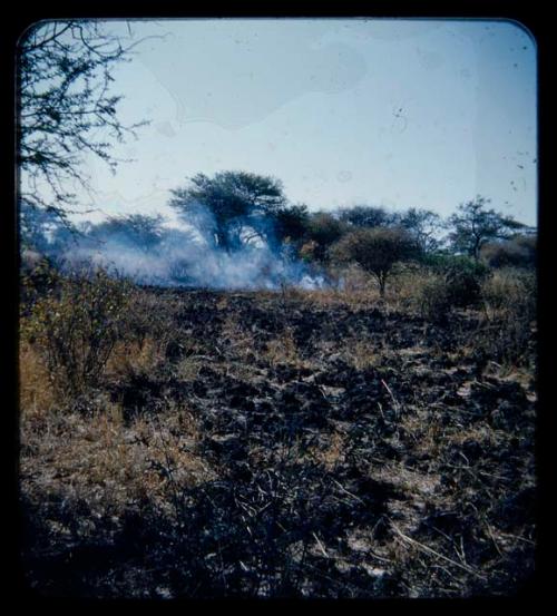 Fire: Burned grass and smoke from a distance